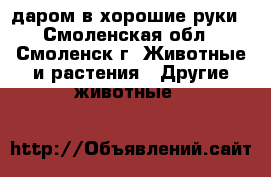 даром в хорошие руки - Смоленская обл., Смоленск г. Животные и растения » Другие животные   